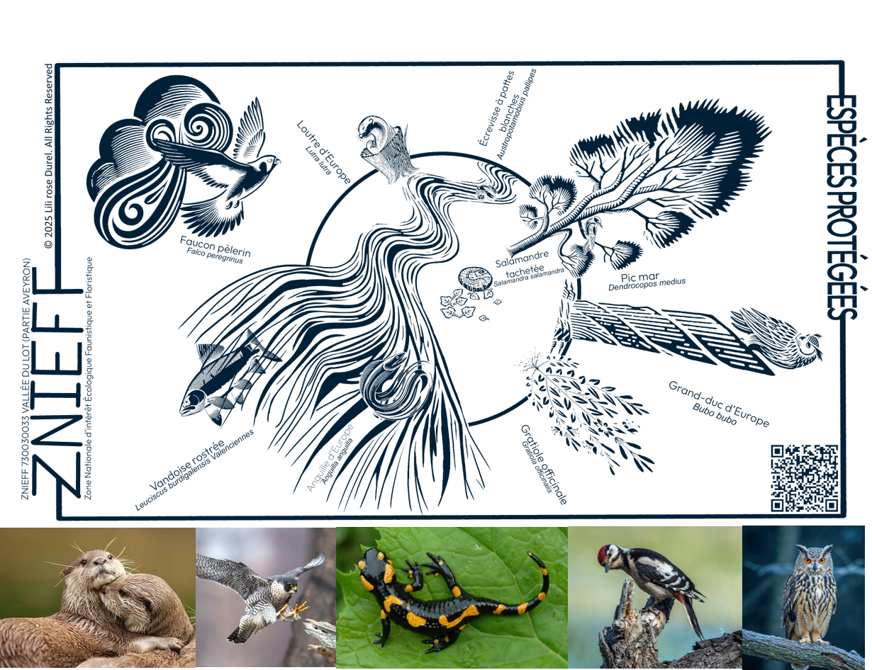 ZNIEFF plate of the protected species of the Lot valley: otter, peregrine falcon, fire salamander, middle spotted woodpecker and eagle owl